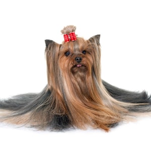 Салоны груминга