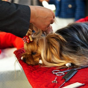 Частный груминг