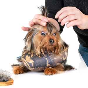 Школы груминга