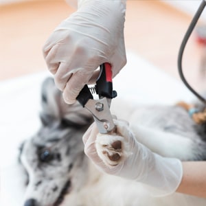 Ветеринария