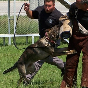 Центры дрессировки